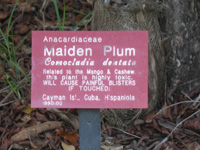 maiden plub danger sign in the trail,Botanic Park cayman picture