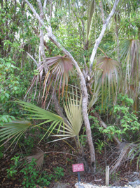 maiden plub tree in the trail,Botanic Park cayman picture