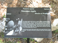 mammee apple sign in the heritage garden,Botanic Park cayman picture