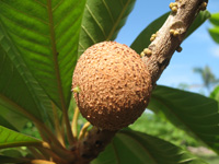 mammee apple in the heritage garden,Botanic Park cayman picture