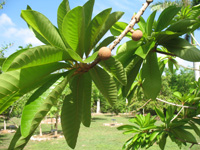 mammee apples in the heritage garden,Botanic Park cayman picture