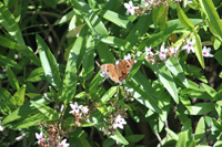 mangrove buckeye butterfly in the floral color garden,Botanic Park cayman picture