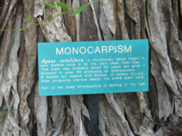 monocarpism sign in the trail,Botanic Park cayman picture