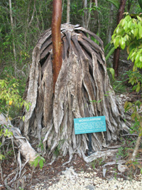 monocarpism in the trail,Botanic Park cayman picture