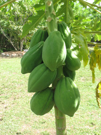 papaya fruits in the heritage garden,Botanic Park cayman picture