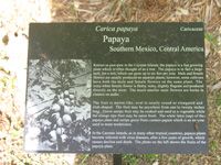 papaya sign in the heritage garden,Botanic Park cayman picture