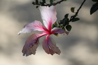 pink hibiscus closeup in the floral color garden,Botanic Park cayman picture