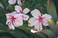 pink hibiscus in the floral color garden,Botanic Park cayman picture