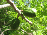 plums in the heritage garden,Botanic Park cayman picture