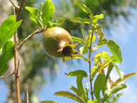 pomegranate fruit in the heritage garden,Botanic Park cayman picture