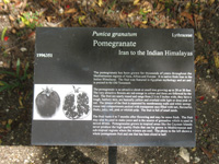 pomegranate sign in the heritage garden,Botanic Park cayman picture