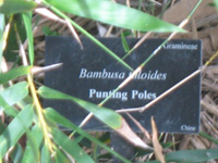 punting poles sign in the lake and wetlands,Botanic Park cayman picture