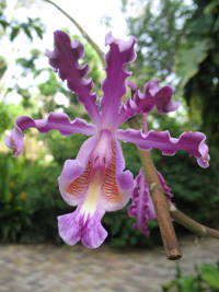 purple orchid in the visitors centre,Botanic Park cayman picture