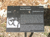 seville orange sign in the heritage garden,Botanic Park cayman picture
