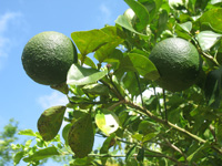 seville oranges fruit in the heritage garden,Botanic Park cayman picture