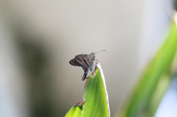 skipper in the floral color garden,Botanic Park cayman picture