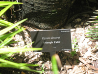 triangle palm sign in the visitors centre,Botanic Park cayman picture