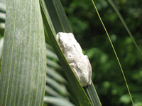 white frog on green leaf in the floral color garden,Botanic Park cayman picture