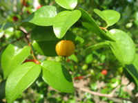 yelllow suriname cherry in the heritage garden,Botanic Park cayman picture