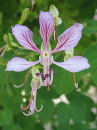 yunnan bauhinia sign in the floral color garden,Botanic Park cayman picture