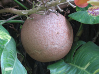  Cannonball Fruit at Hope Botanical Gardens, Kingston, Jamaica