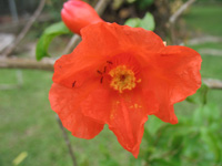  Red Trumpet Flower at Hope Botanical Gardens, Kingston, Jamaica