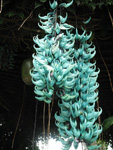  Jade Vine With Fruit at Strawberry Hill, Jamaica