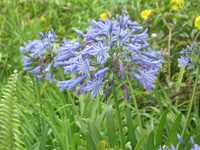  Lily Of The Nile Agapanthus Spp at Strawberry Hill, Jamaica