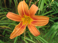  Orange Day Lily Hemerocallis at Strawberry Hill, Jamaica