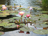 Water Lilies in Bethesda Fountain, Central Park, New York, USA